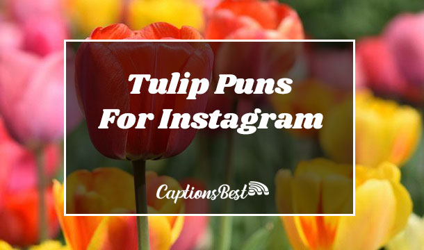 Tulip Puns For Instagram