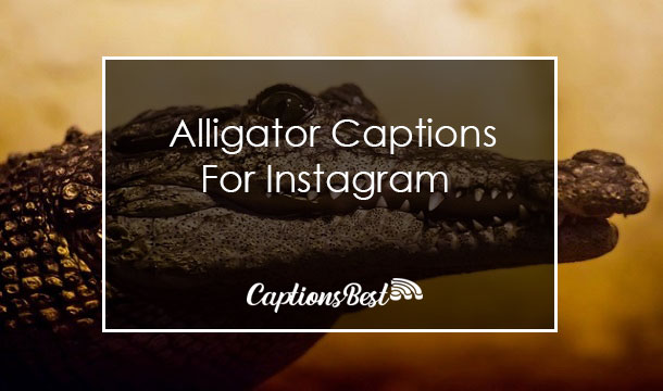 Alligator Captions For Instagram