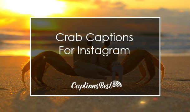 Crab Captions For Instagram and Quotes
