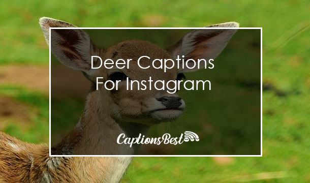 Deer Captions For Instagram