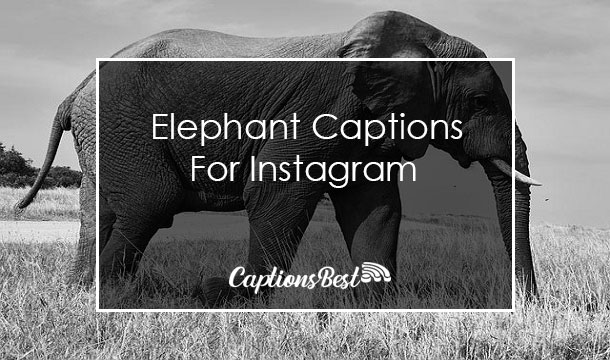 Elephant Captions For Instagram