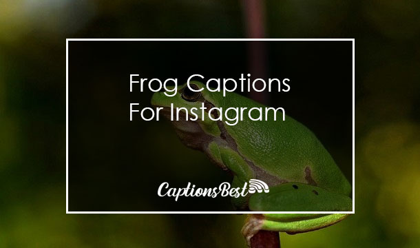 Frog Captions For Instagram