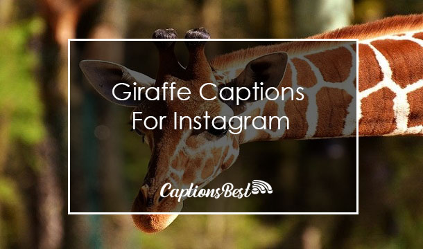 Giraffe Captions For Instagram