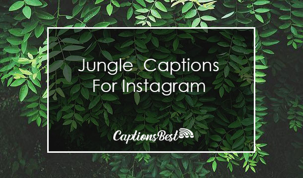 Jungle Captions For Instagram