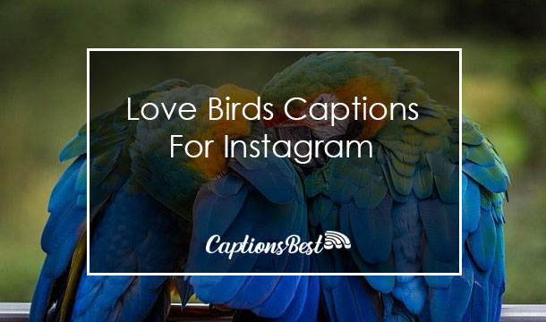 Love Birds Captions For Instagram