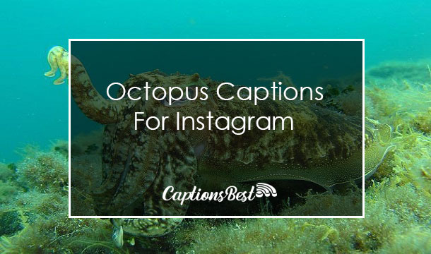 Octopus Captions For Instagram
