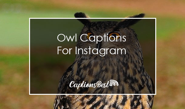 Owl Captions for Instagram With Quotes