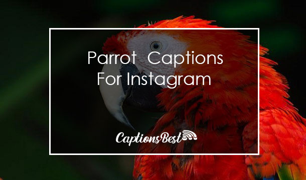 Parrot Captions for Instagram and Quotes