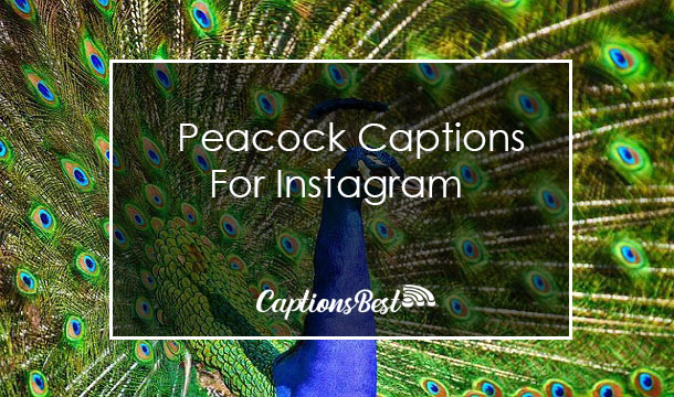 Peacock Captions for Instagram and Quotes
