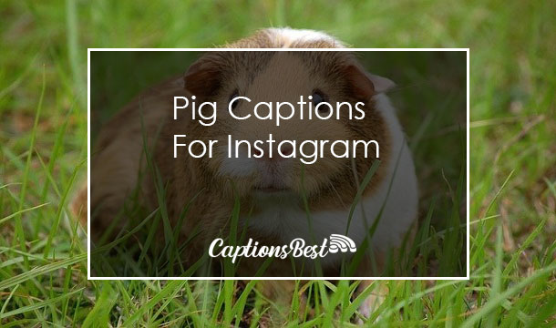 Pig Captions For Instagram and Quotes