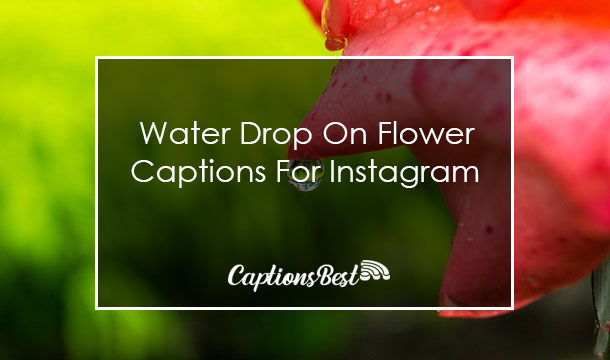 Water Drop On Flower Captions