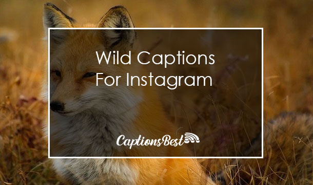 Wild Captions for Instagram With Quotes
