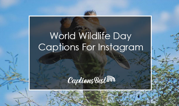 World Wildlife Day Captions