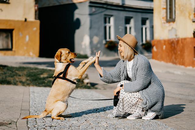 Dog Training Captions For Instagram and Quotes