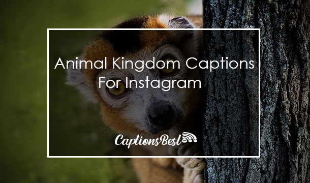 Animal Kingdom Instagram Captions With Quotes