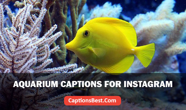 Aquarium Captions for Instagram And Quotes