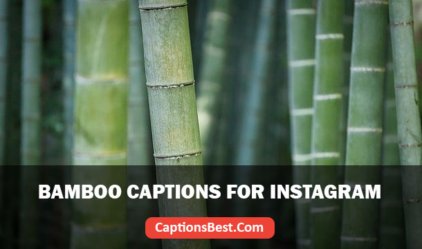 Bamboo Captions for Instagram