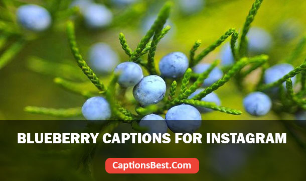 Blueberry Captions