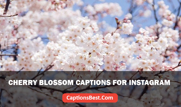 Cherry Blossom Captions