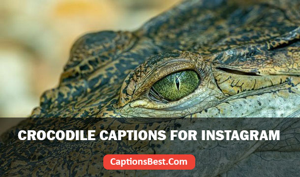 Crocodile Captions And Quotes for Instagram