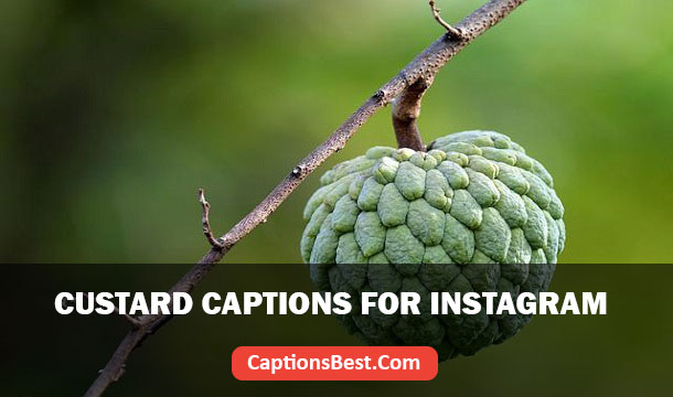 Custard Captions for Instagram
