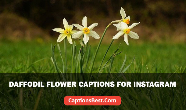 Daffodil Flower Captions for Instagram