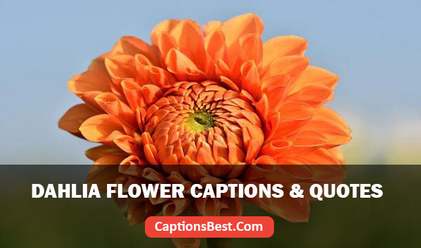 Dahlia Flower Quotes And Captions for Instagram