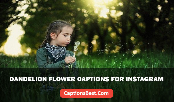 Dandelion Flower Captions for Instagram