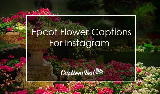 Epcot Flower Instagram Captions With Quotes
