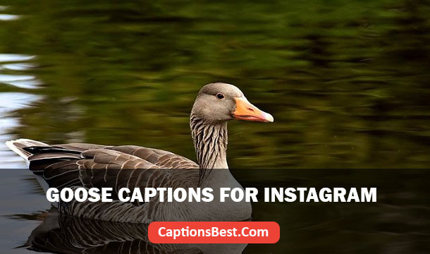 Goose Captions for Instagram