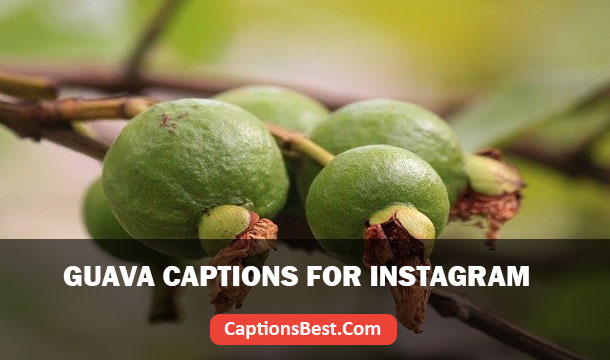 Guava Captions for Instagram With Quotes