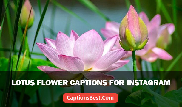Lotus Flower Captions for Instagram
