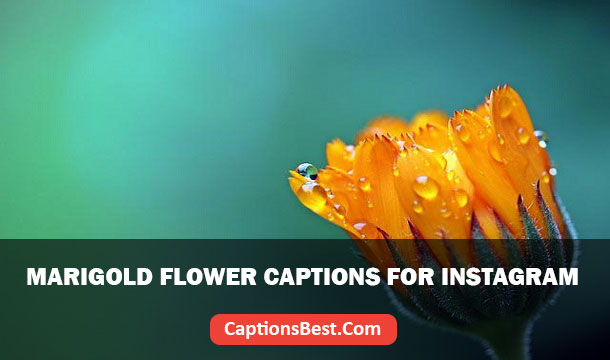 Marigold Flower Captions for Instagram