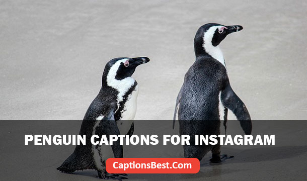 Penguin Captions for Instagram