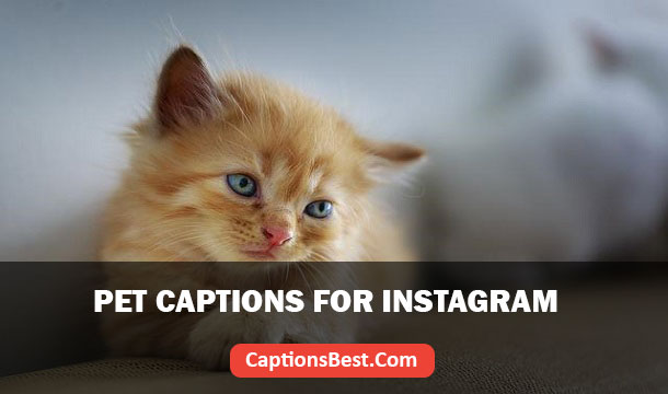 Pet Captions for Instagram With Quotes