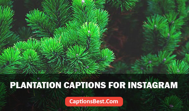 Plantation Instagram Captions