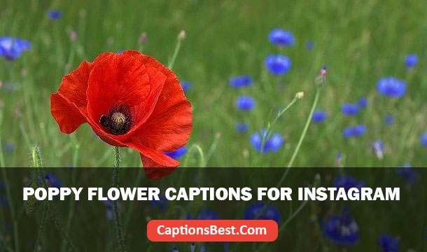 Poppy Flower Captions for Instagram
