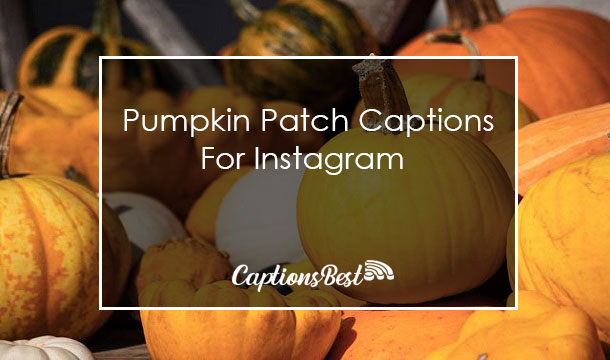 Pumpkin Patch Instagram Captions With Quotes