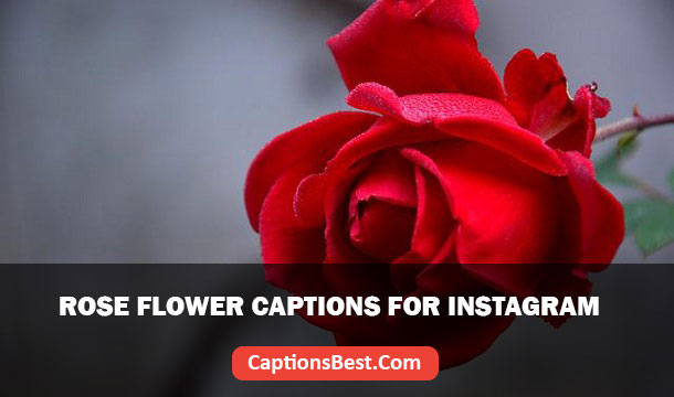 Rose Flower Captions for Instagram