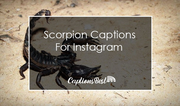 Scorpion Captions for Instagram With Quotes