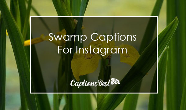 Swamp Instagram Captions With Quotes