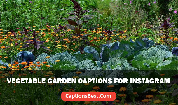 Vegetable Garden Captions for Instagram
