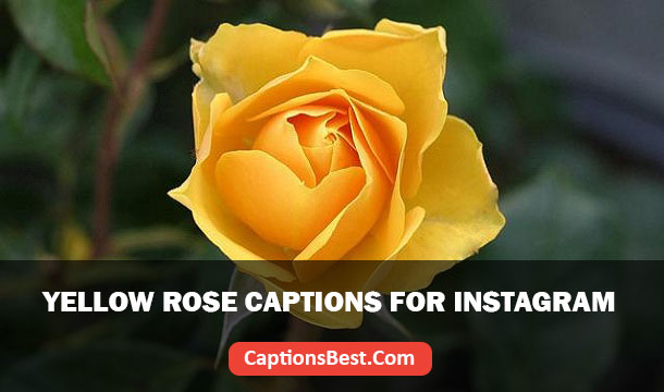 Yellow Rose Captions for Instagram