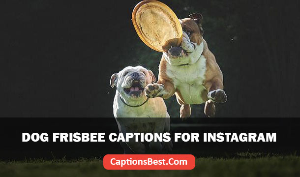 Dog Frisbee Captions for Instagram