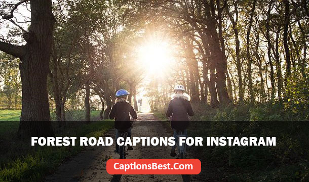 Forest Road Captions for Instagram