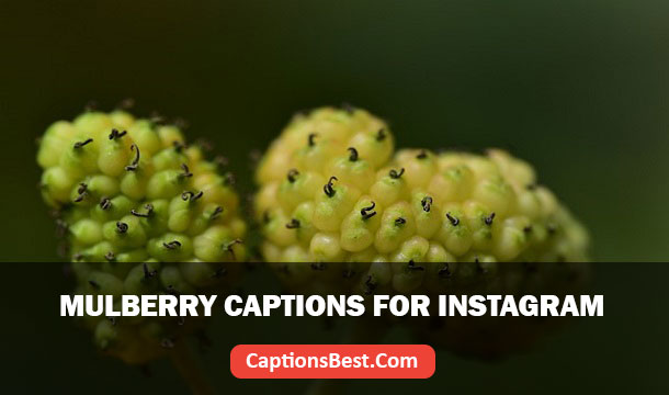 Mulberry Captions for Instagram