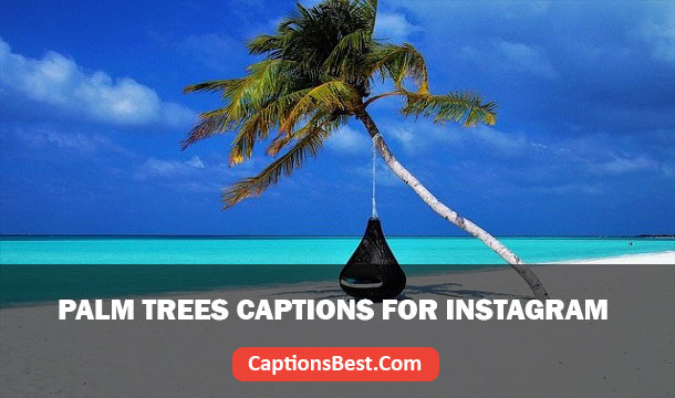 Palm Trees Captions for Instagram