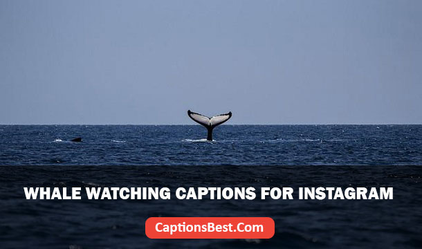 Whale Watching Captions for Instagram