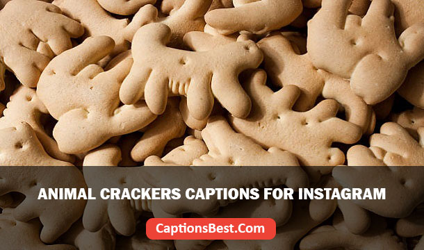 Animal Crackers Captions for Instagram
