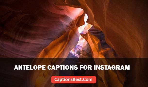 Antelope Captions for Instagram